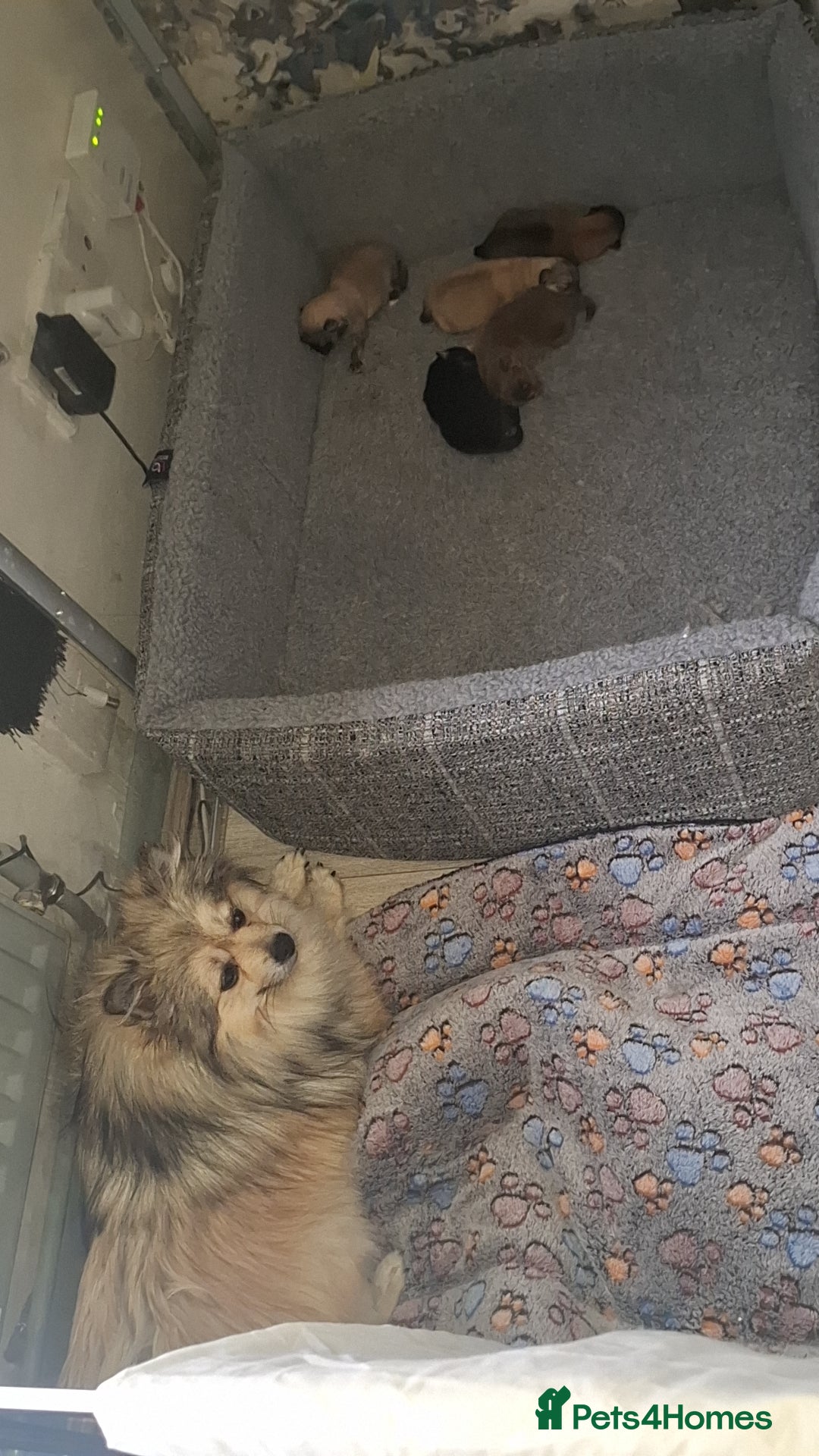 Pomeranian dogs for sale: Beautiful Pomeranians - Image 2