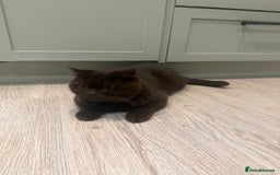British Shorthair cats for sale: Chocolate male kitten  - Advert 3