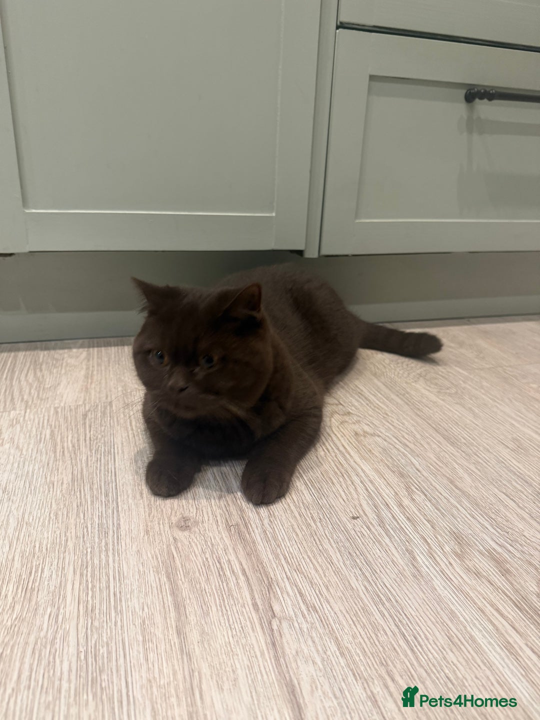 British Shorthair cats for sale: Chocolate male kitten  - Advert 3