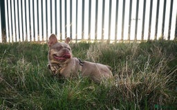 French Bulldog dogs for sale: Fluffy French Bulldogs/DNA Tested Parents  - Image 33