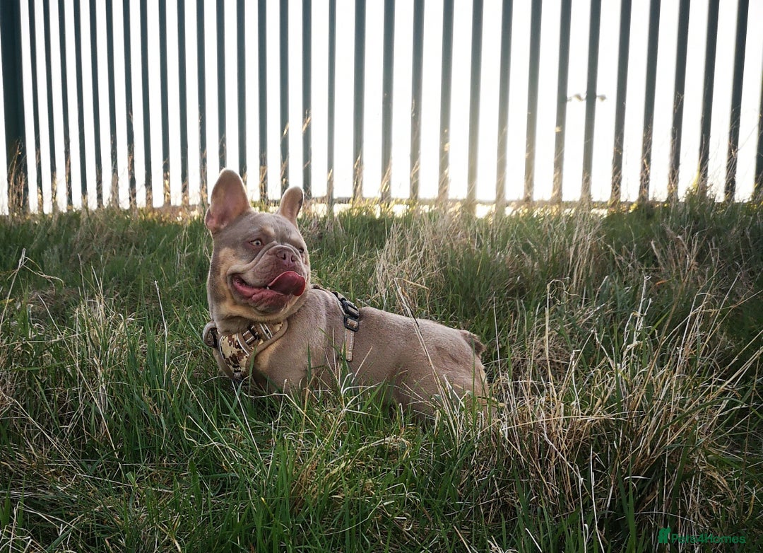 French Bulldog dogs for sale: Fluffy French Bulldogs/DNA Tested Parents  - Image 33