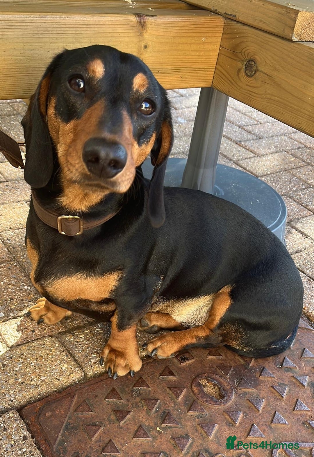 Dachshund dogs for sale: Dachshund for sale  - Image 3