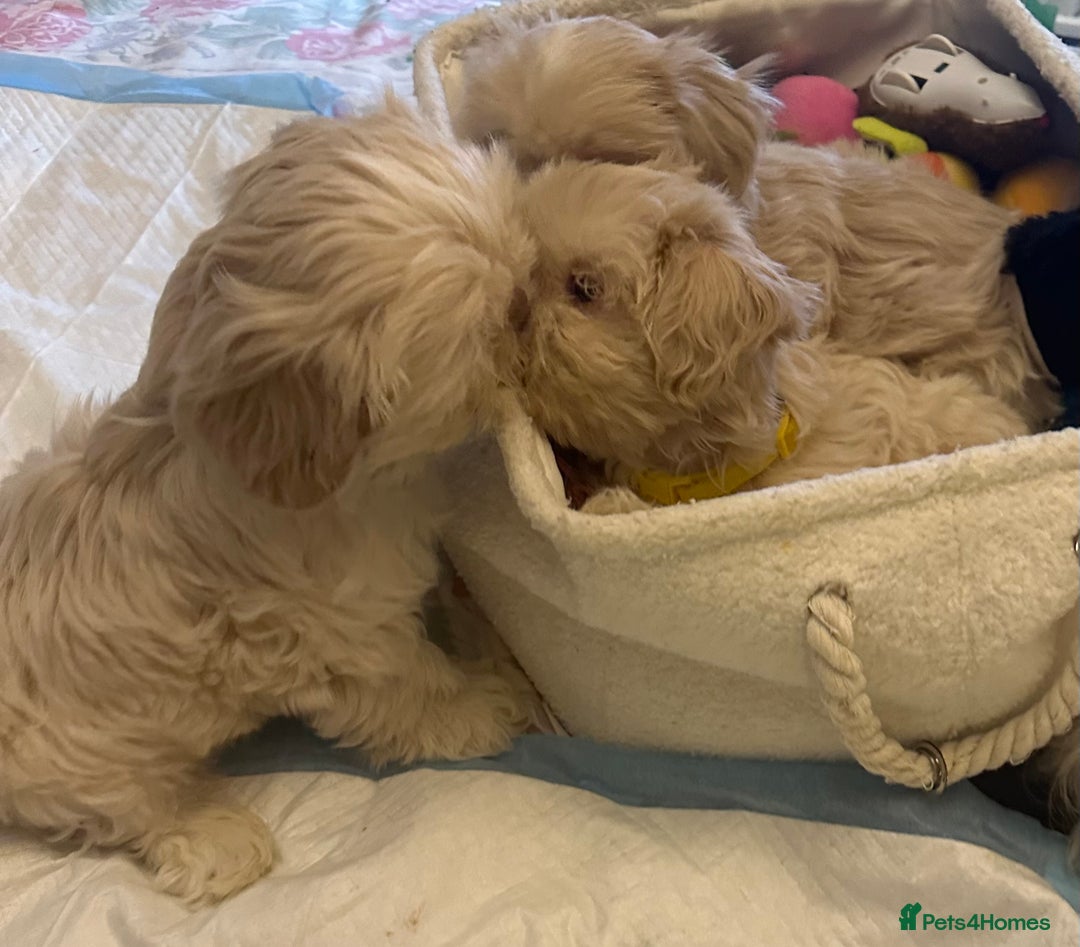 Shih Tzu dogs for sale: Lavender White Imperial Shih Tzu Puppies - Advert 17