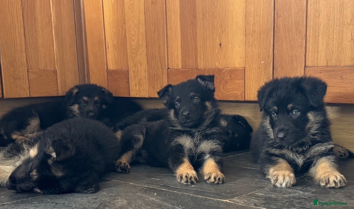 German Shepherd dogs Stunning Family Raised German Shepherd Puppies - Advert 5