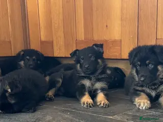 German Shepherd dogs Stunning Family Raised German Shepherd Puppies - Advert 5