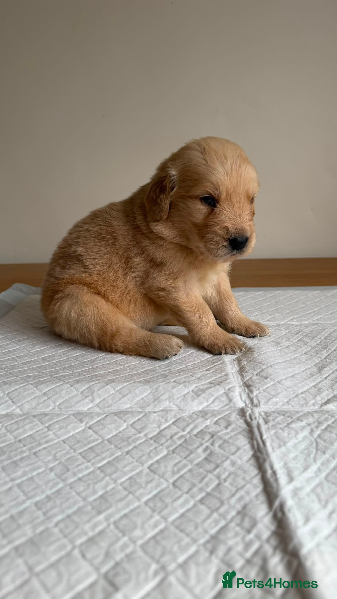 Golden Retriever dogs American line Golden Retriever puppies - Advert 1