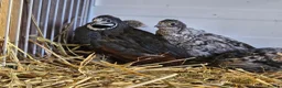 Quail poultry for sale: Chinese Painted Button Quail Groups  - Advert 22