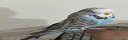Budgerigars birds for sale: Hand Tame budgies  in Birmingham - Advert 2