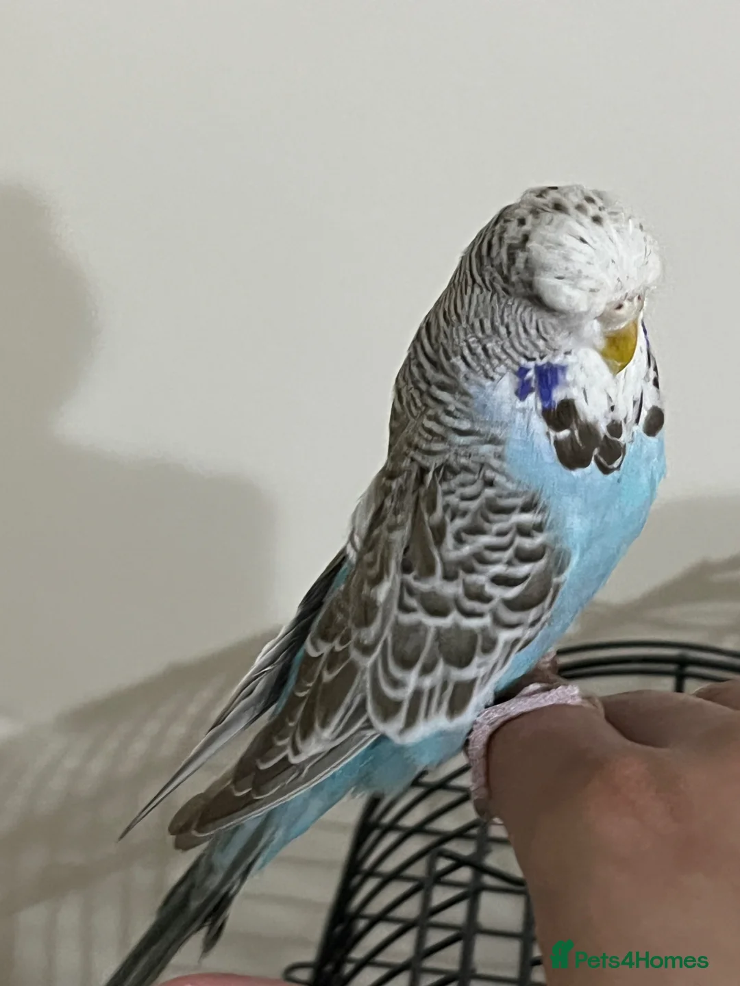 Budgerigars birds for sale: Hand Tame budgies  in Birmingham - Advert 2
