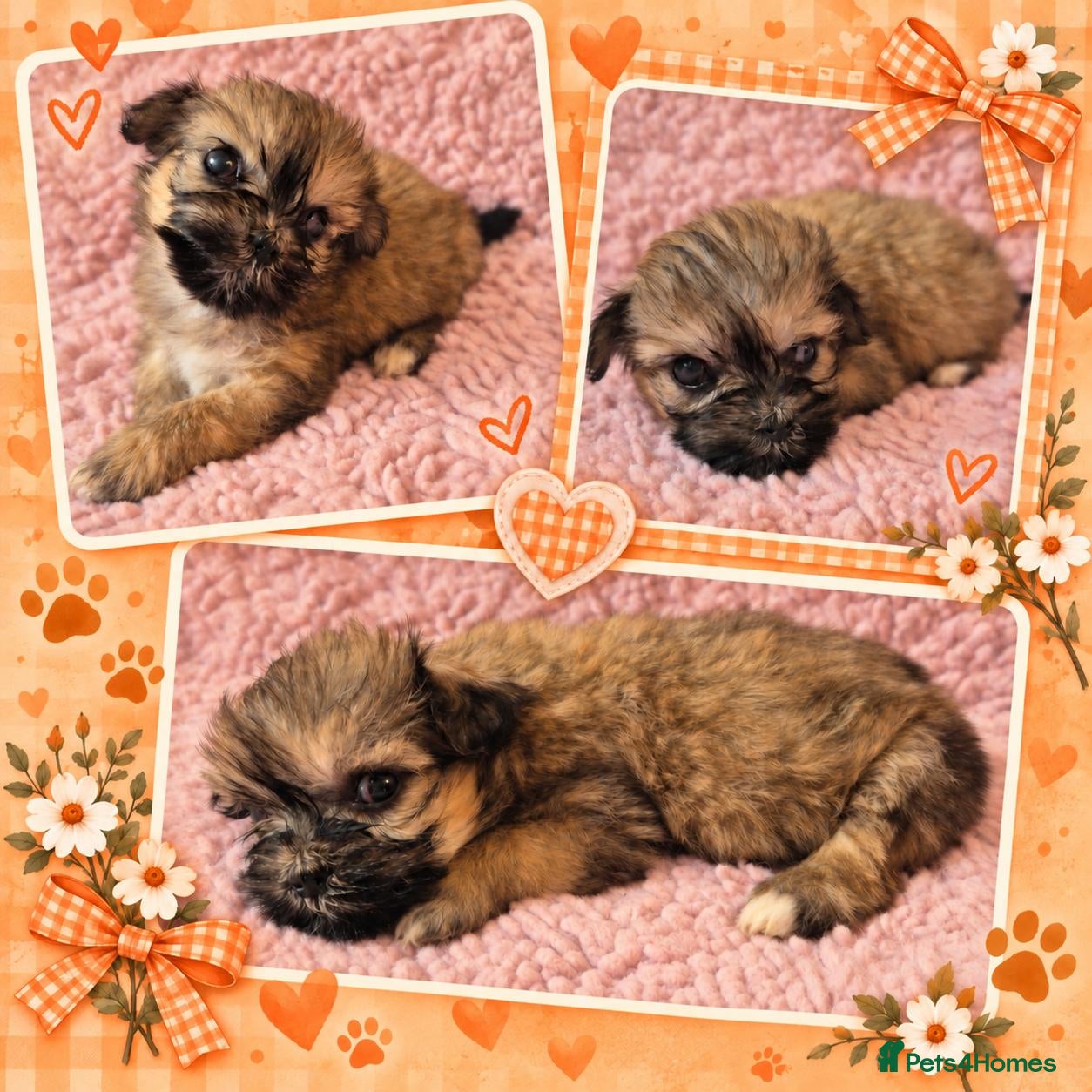 Lhasa Apso dogs KC LHASA APSO puppies 1 girl LEFT  - Advert 7