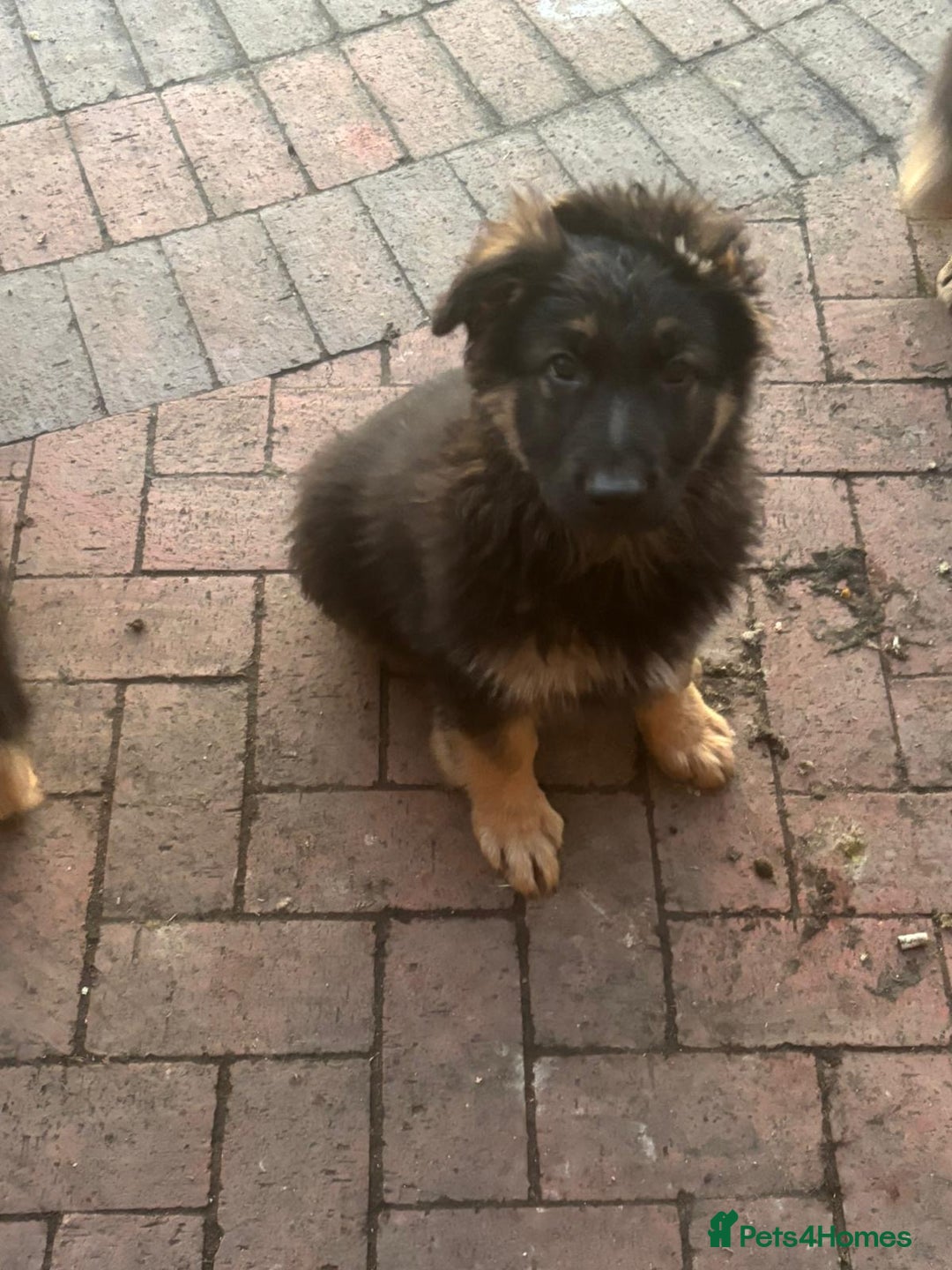 German Shepherd dogs for sale: Kc registered German Shepard pups - Advert 17