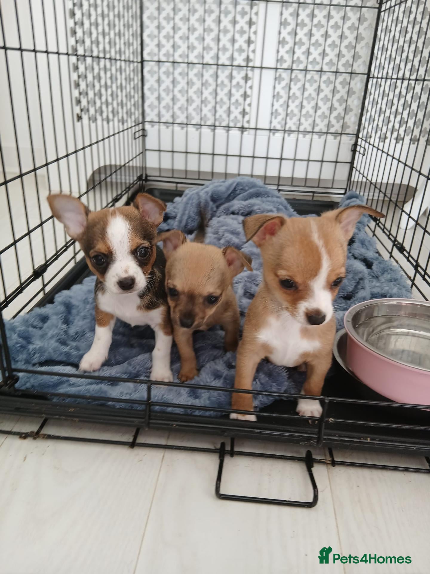 Chihuahua dogs 3 left Tiny chihuahua pups ready now - Advert 17