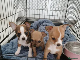Chihuahua dogs 3 left Tiny chihuahua pups ready now - Advert 17