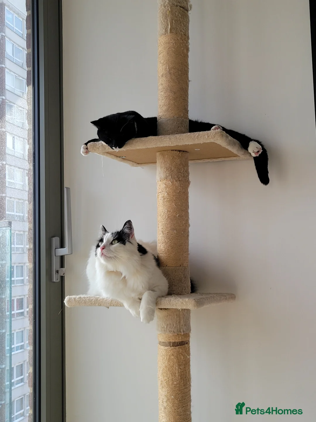 Mixed Breed cats for sale: Lovely cats looking for loving home - Advert 2