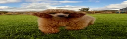 Miniature Poodle dogs for sale: Stunning Deep Red KC reg Miniature poodle stud dog - Advert 5