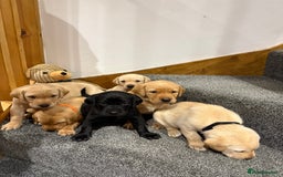 Labrador Retriever dogs for sale: Early Autumn Labrador Puppies - Image 7