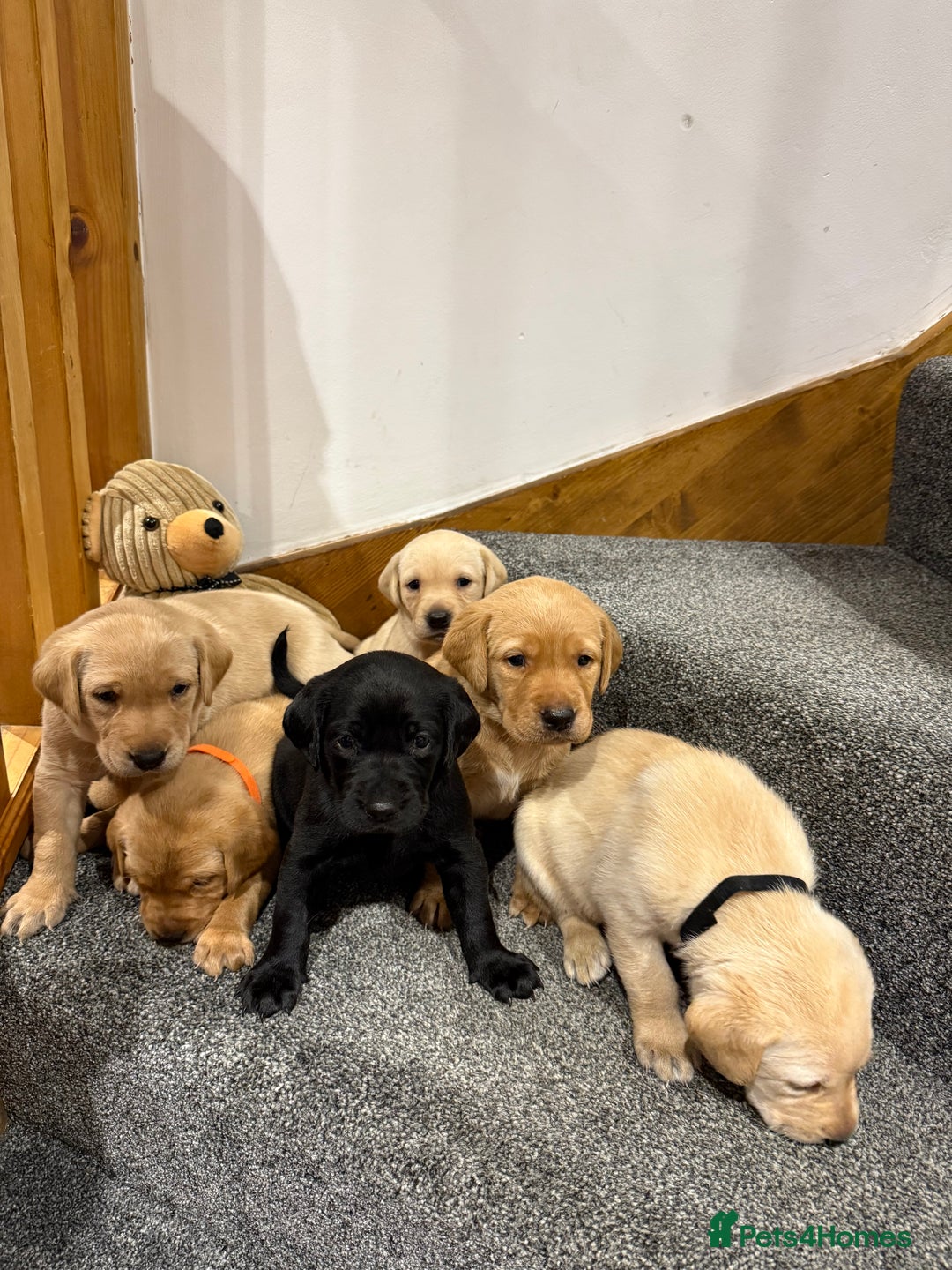Labrador Retriever dogs for sale: Early Autumn Labrador Puppies - Image 7