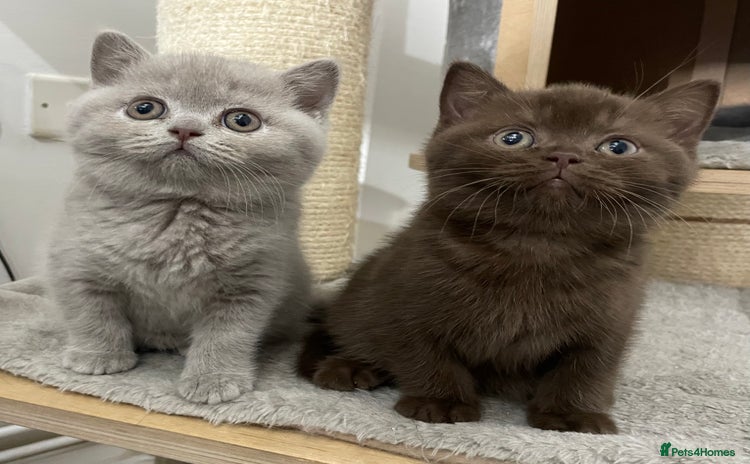 British Shorthair cats in Derby - Advert 14