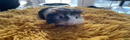 Guinea Pig rodents for sale: Georgeous Piggles - Advert 3