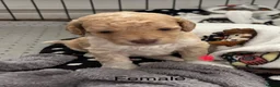 Mixed Breed dogs for sale: Adorable puppies looking for five star homes! in Machynlleth - Advert 6