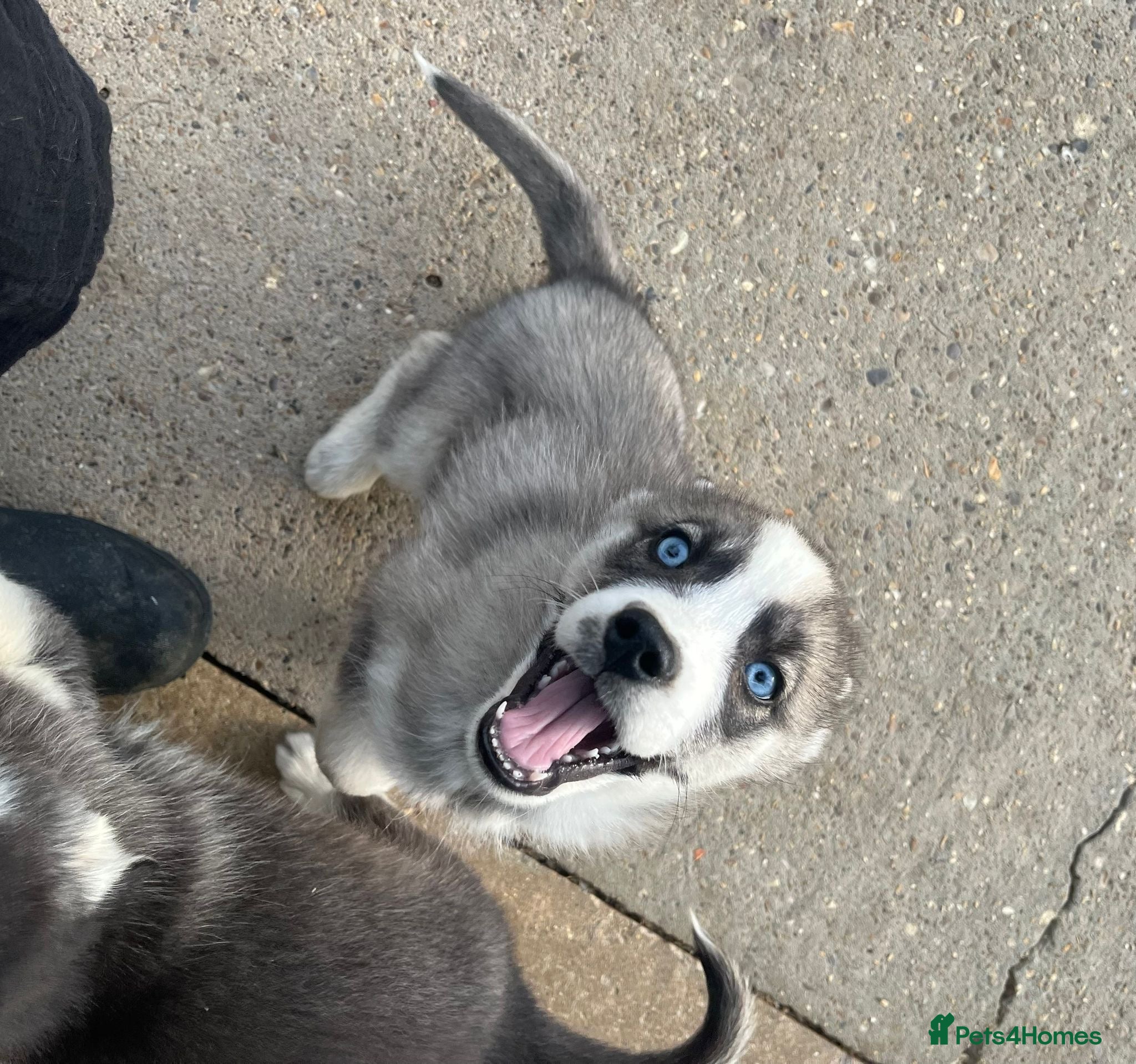 Siberian Husky dogs for sale: Stunning husky puppies  in Boston - Advert 14