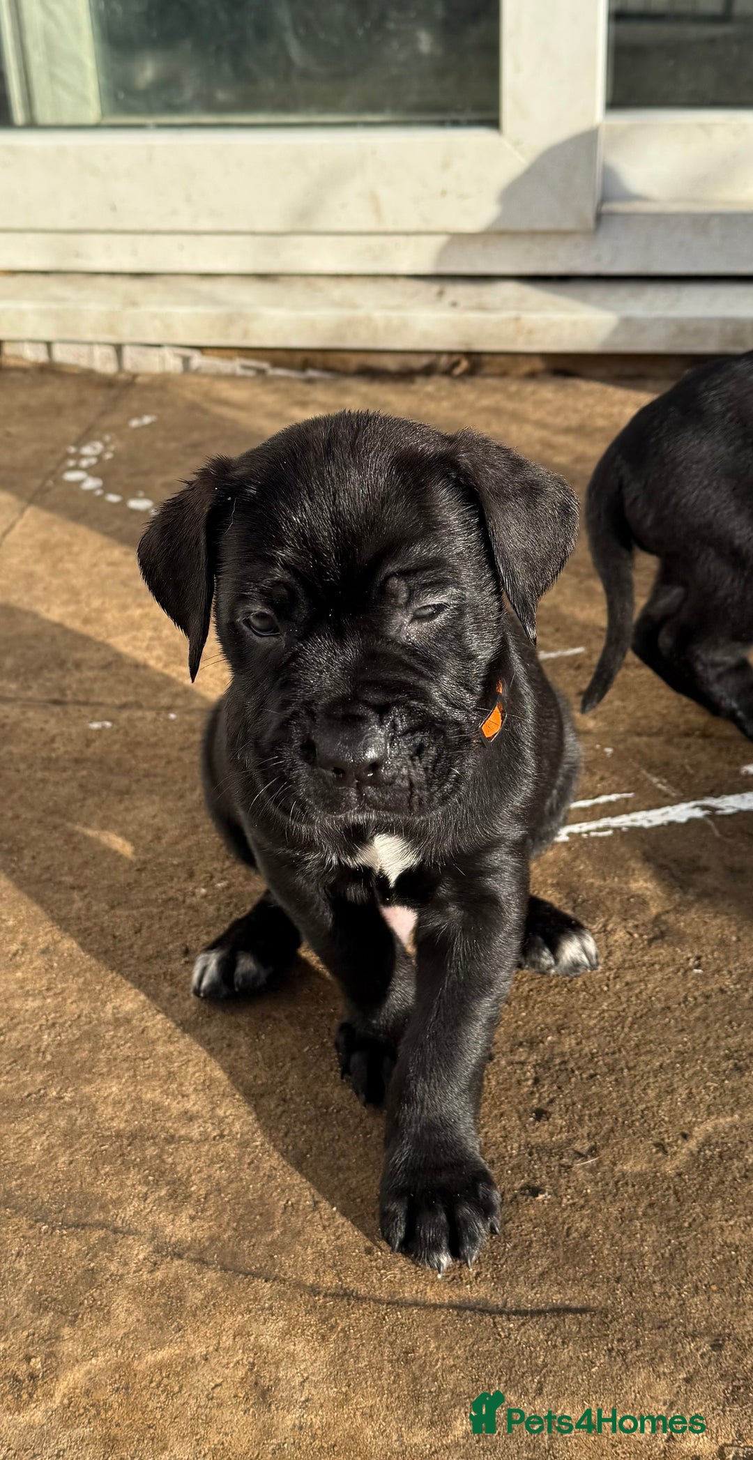 Cane Corso dogs for sale: Pure cane corso puppies  - Advert 7