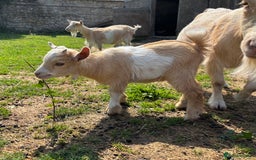 Goats livestock for sale: Three Pygmy goat kids looking for homes  - Image 1