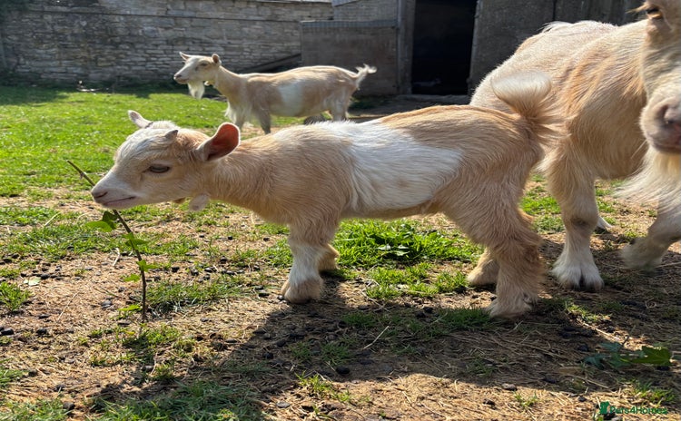 Goats livestock - Advert 1