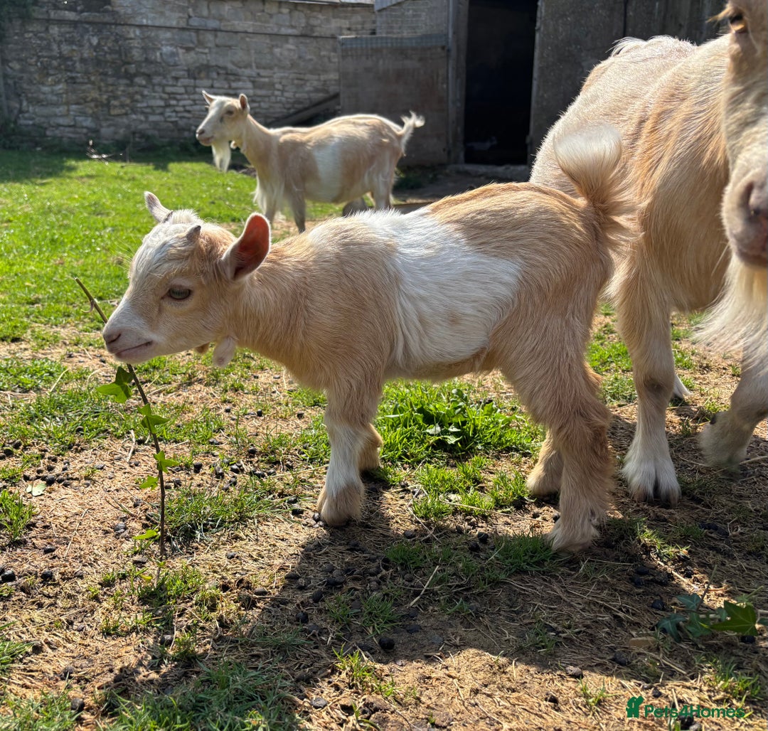Goats livestock for sale: Three Pygmy goat kids looking for homes  - Image 1