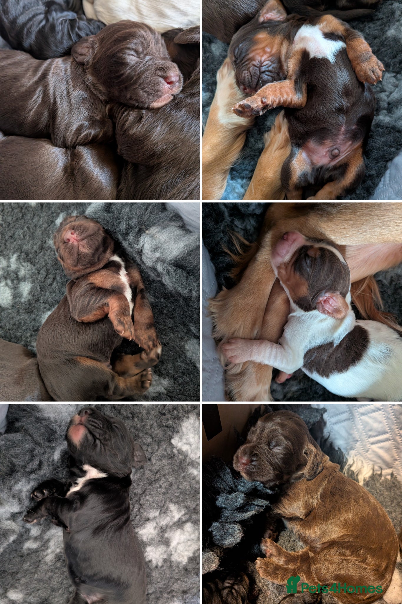 Cocker Spaniel dogs Beautiful cocker spaniel puppies  - Advert 3