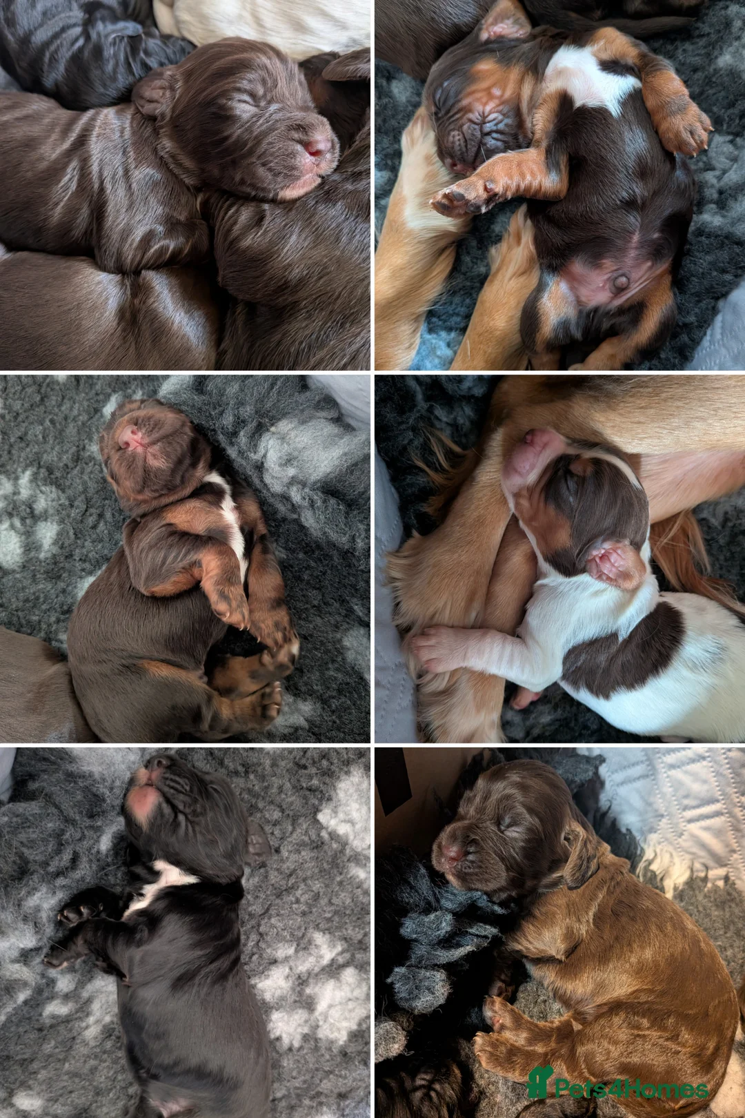 Cocker Spaniel dogs for sale: Beautiful cocker spaniel puppies  - Advert 1