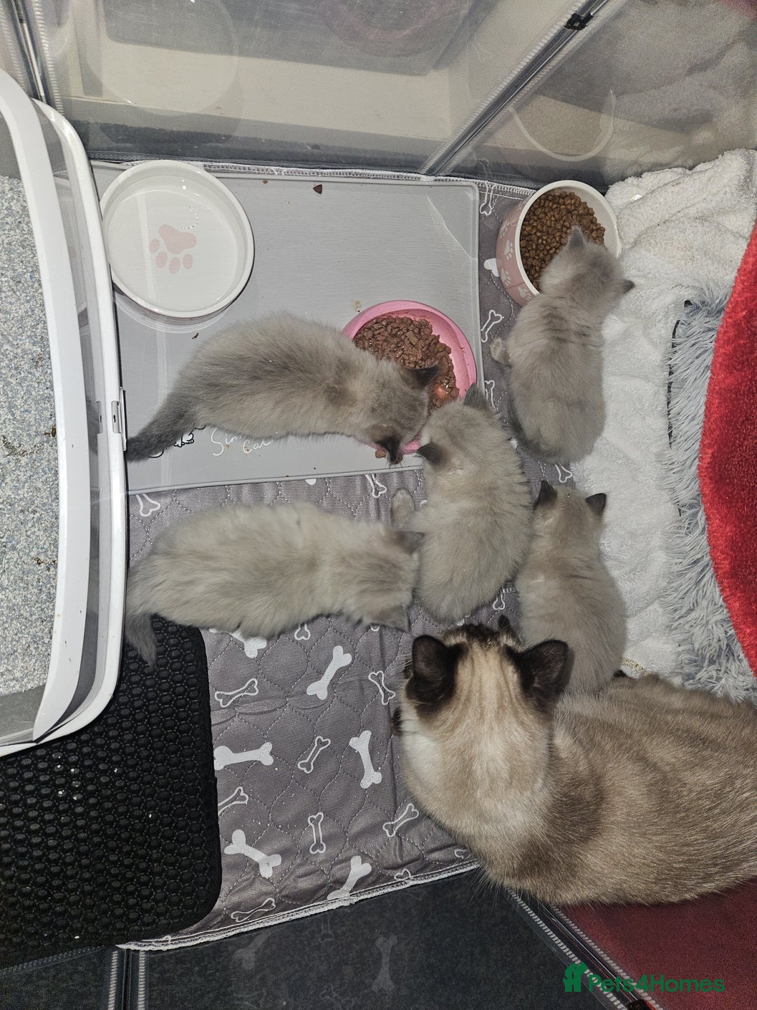 Ragdoll cats for sale: Ragdoll kittens (2 boys only) - Advert 13