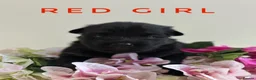 German Shepherd dogs for sale: Fully Health Tested, KC registered GSD puppies due - Advert 27