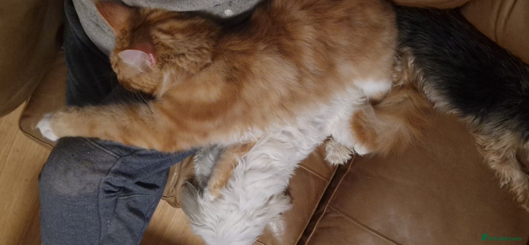 Maine Coon cats for sale: 16 month neutered male - Advert 6