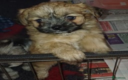 Chorkie dogs for sale: Chorkie puppies  - Image 5