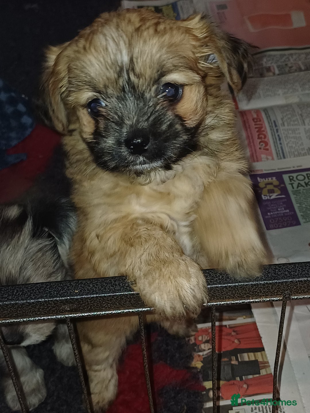 Chorkie dogs for sale: Chorkie puppies  - Image 5