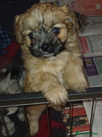 Chorkie dogs - Advert 5