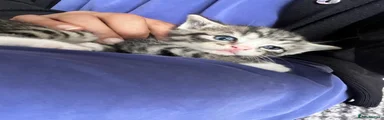 Mixed Breed Kitten 5