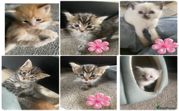 Mixed Breed cats for sale: Ragdoll x Tabbie - Image 10