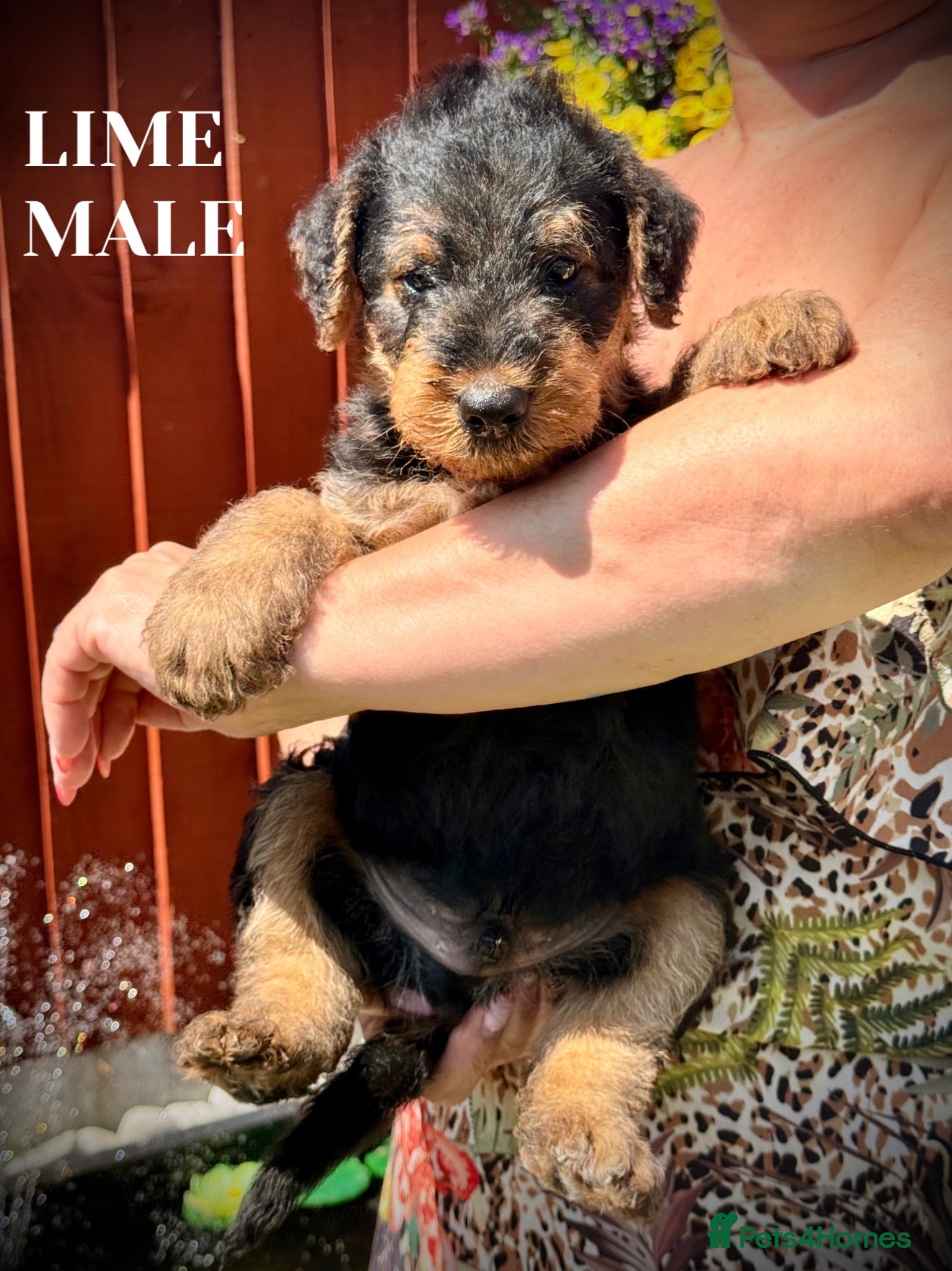 Airedale Terrier dogs ADORABLE AIREDALE PUPS FROM 5 ⭐️ LICENSED BREEDER - Advert 2