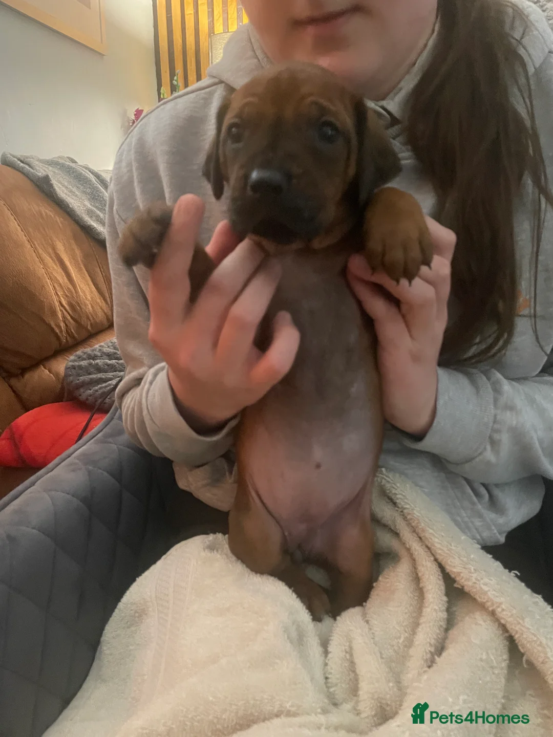 Rhodesian Ridgeback dogs for sale: Beautiful Rhodesian Ridgeback pups - Advert 5