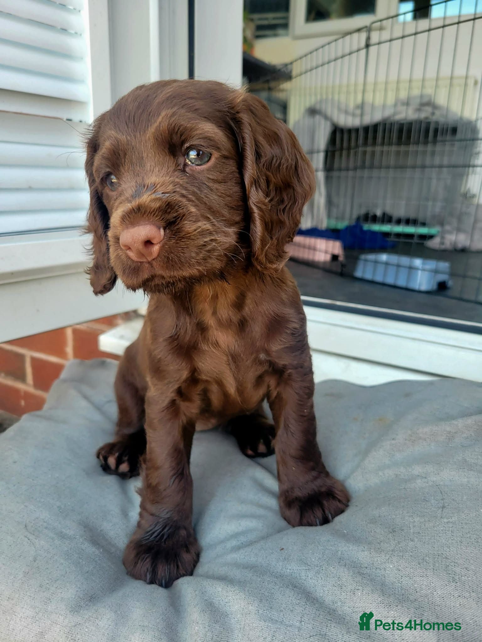 Cocker Spaniel dogs *READY NOW*KC Reg GOOD FTCH working cocker Spaniel - Advert 3