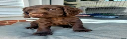 Cocker Spaniel dogs for sale: **2 LEFT** KC Reg Chocolate Working Cocker Spaniel - Advert 6