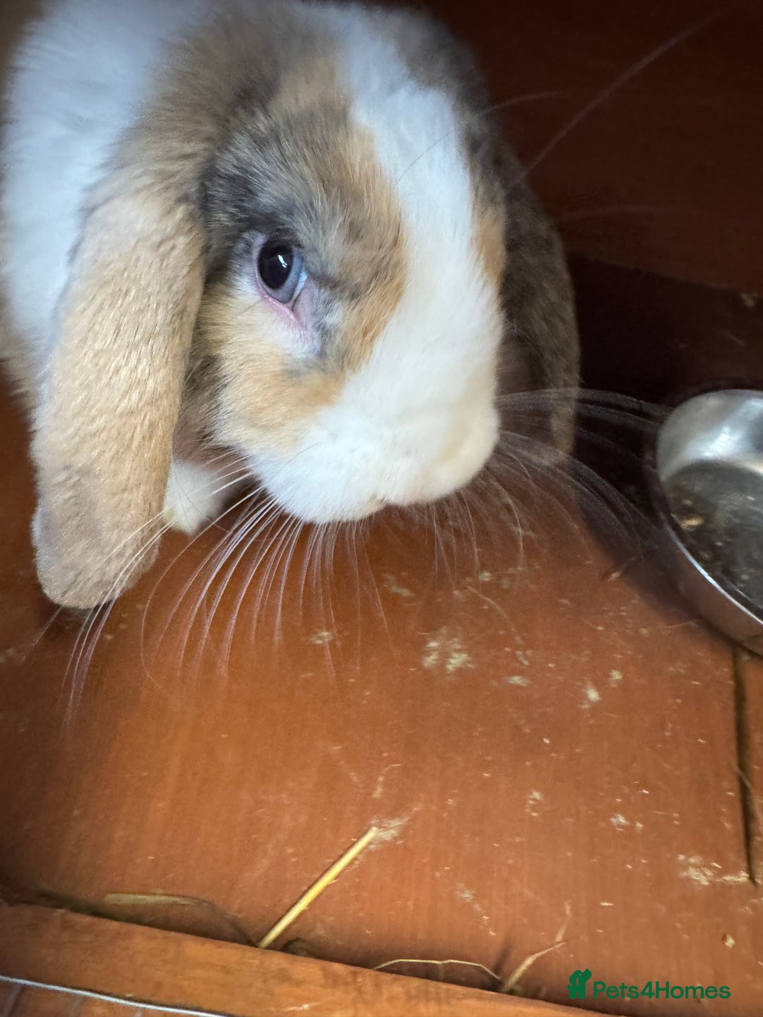 Mini Lop rabbits for sale: 2 male mini lops  - Image 4