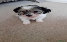 Mixed Breed dogs for sale: Adorable puppies  - Image 6