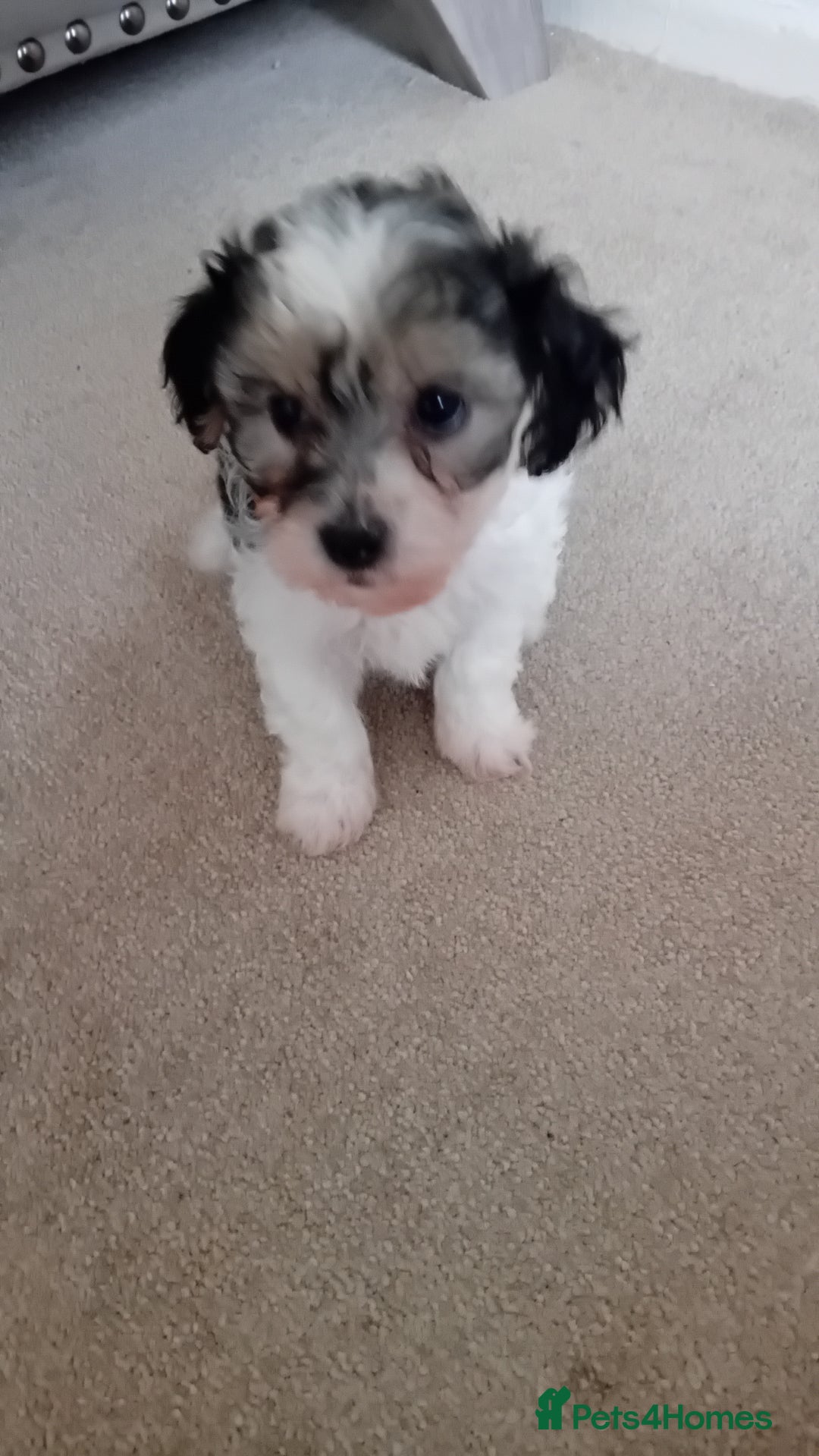 Mixed Breed dogs for sale: Adorable puppies  - Image 6
