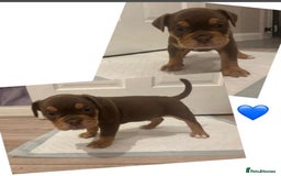 Olde English Bulldogge dogs for sale: Olde English bulldogge puppies  - Image 4