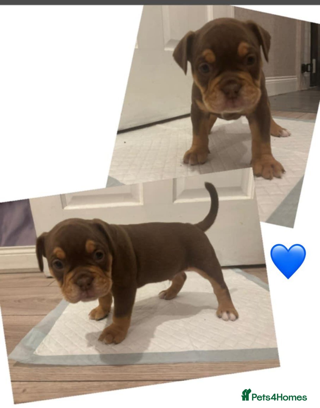 Olde English Bulldogge dogs for sale: Olde English bulldogge puppies  - Image 4