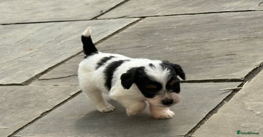 Mixed Breed dogs - Advert 9