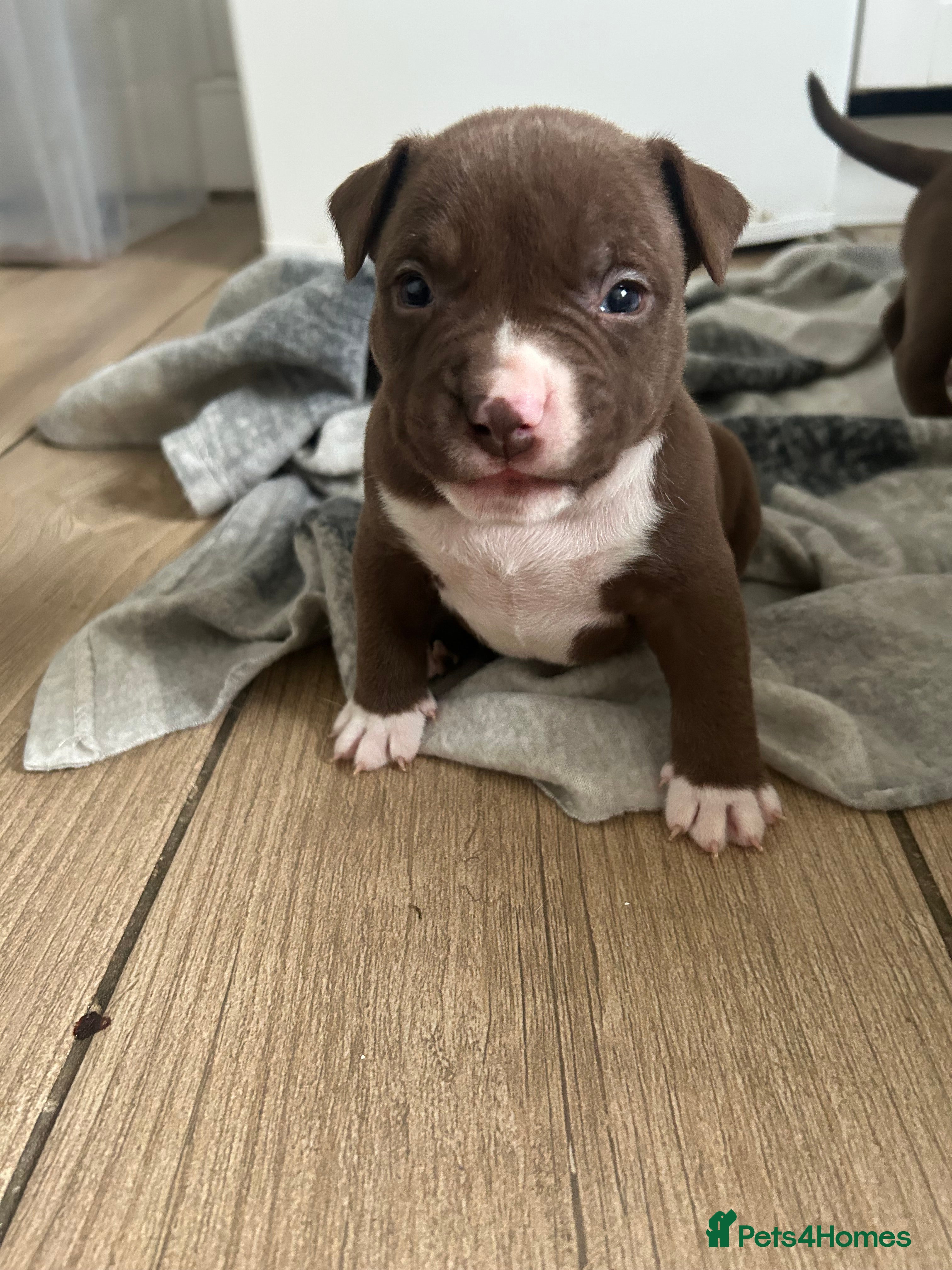 American Bully dogs American pocket bullys - Advert 15